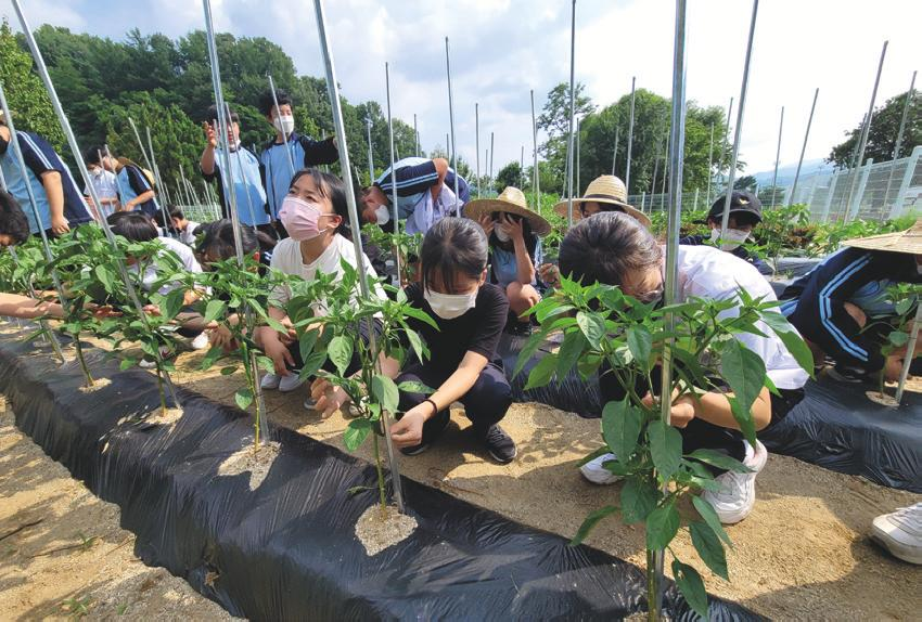 100평 규모의 학교 농장에서 학생들은 다양한 작물을 직접  재배한다.